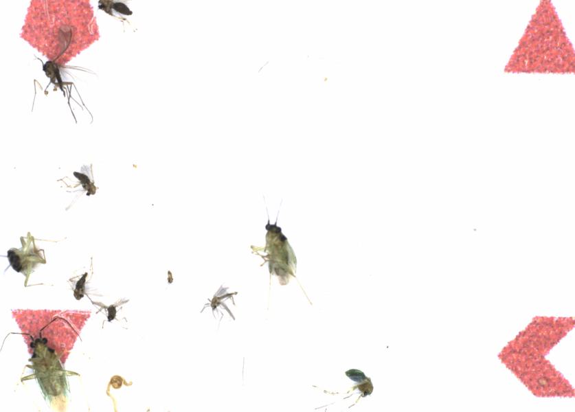 Fullscreen Image