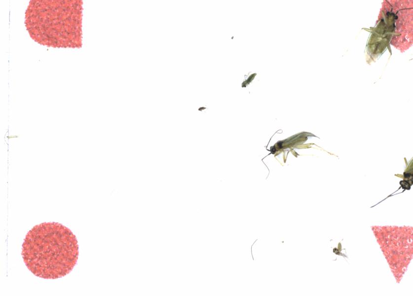 Fullscreen Image