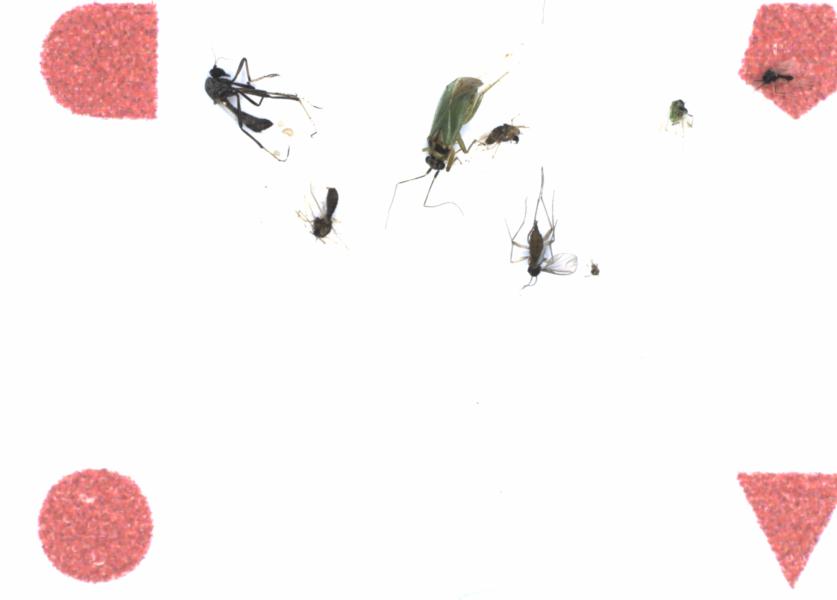 Fullscreen Image