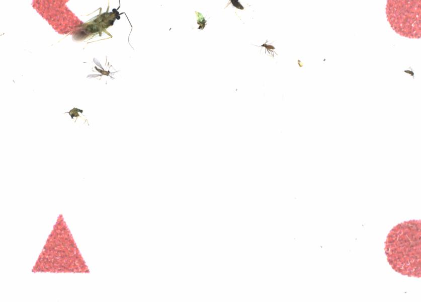 Fullscreen Image