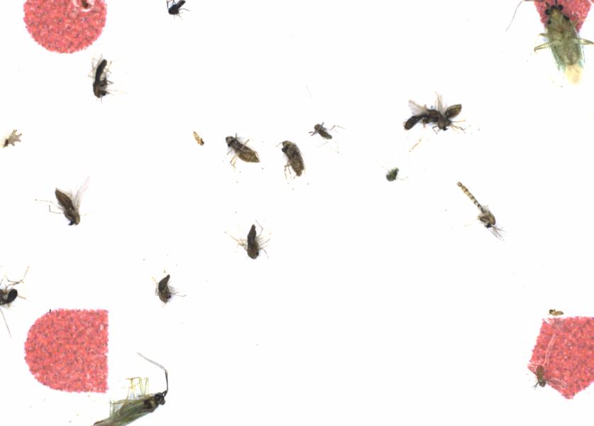 Fullscreen Image