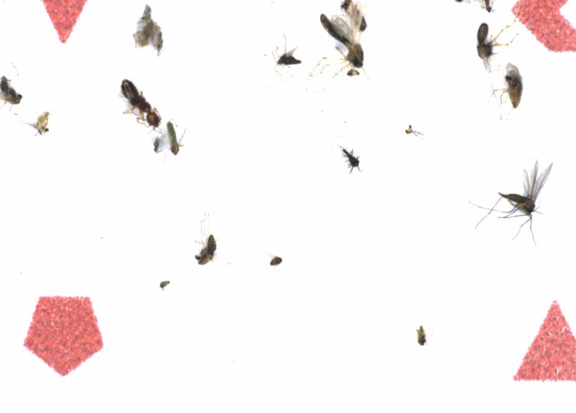Fullscreen Image
