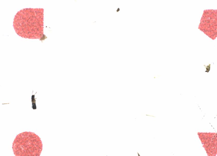 Fullscreen Image