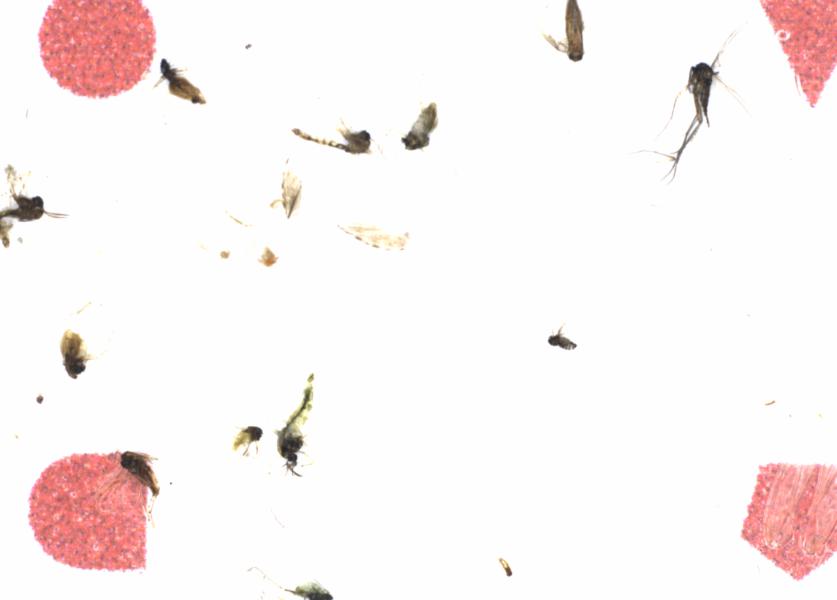 Fullscreen Image