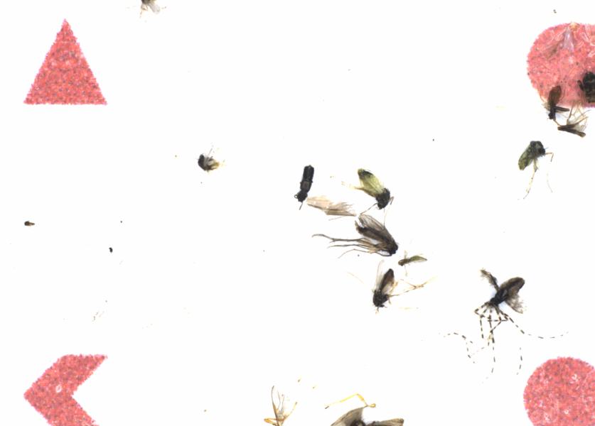 Fullscreen Image