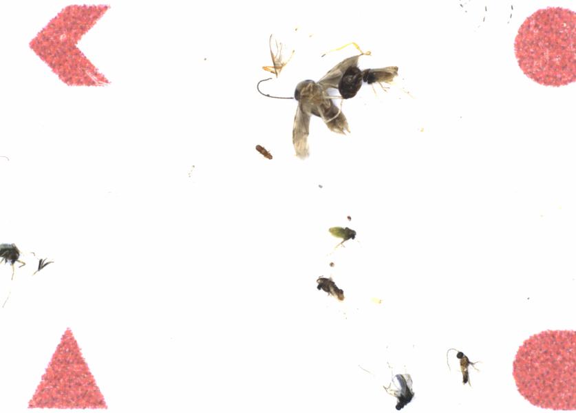 Fullscreen Image