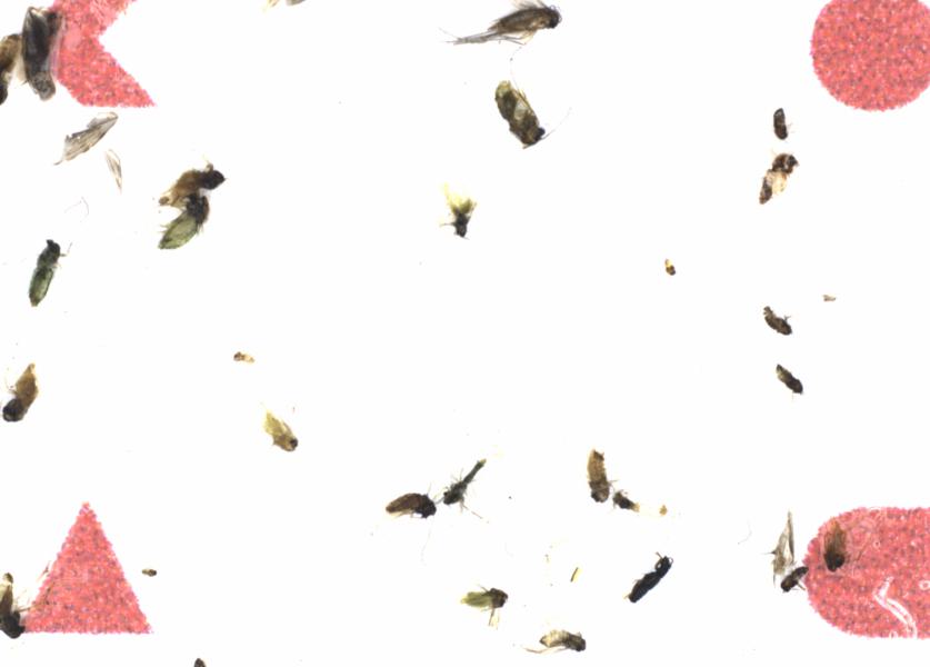 Fullscreen Image