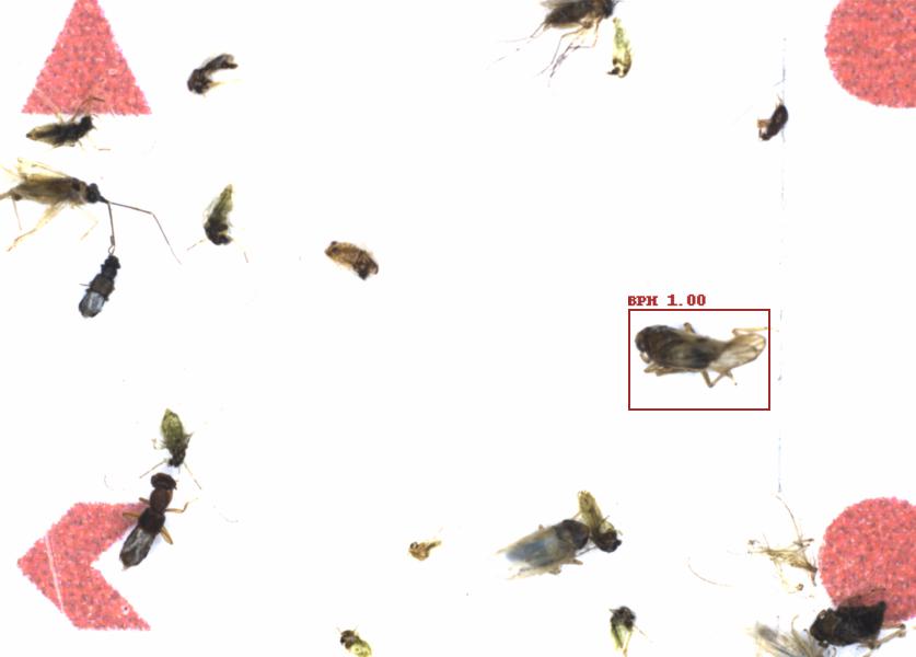 Fullscreen Image