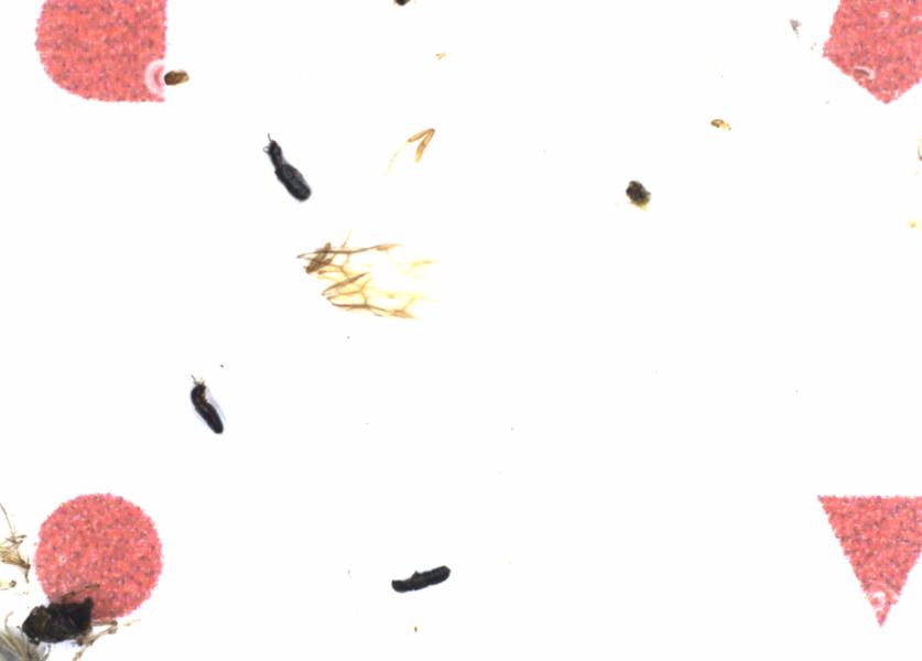 Fullscreen Image