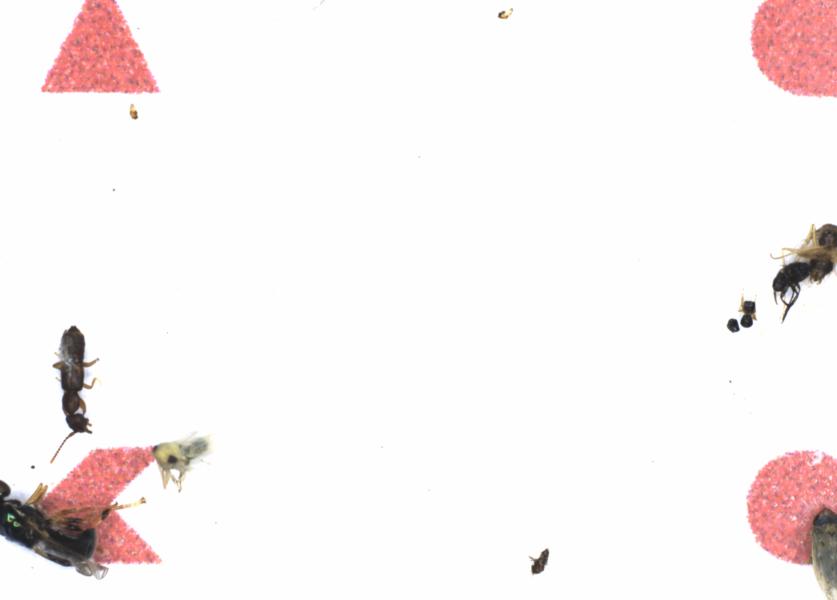 Fullscreen Image