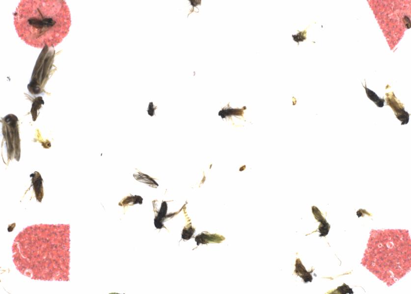 Fullscreen Image