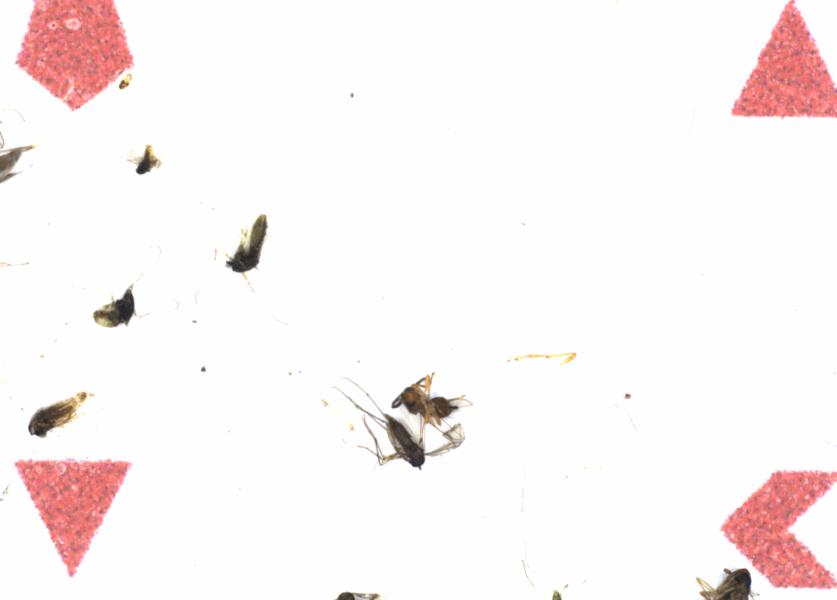 Fullscreen Image