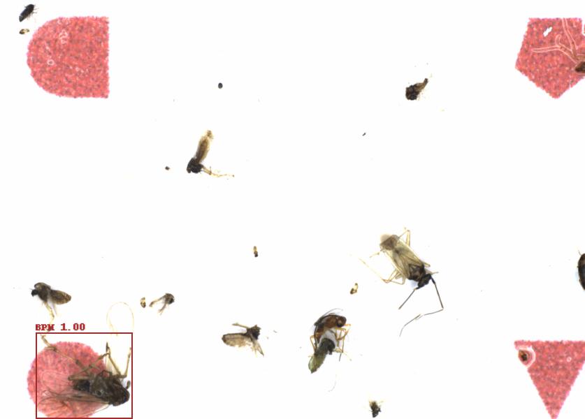 Fullscreen Image