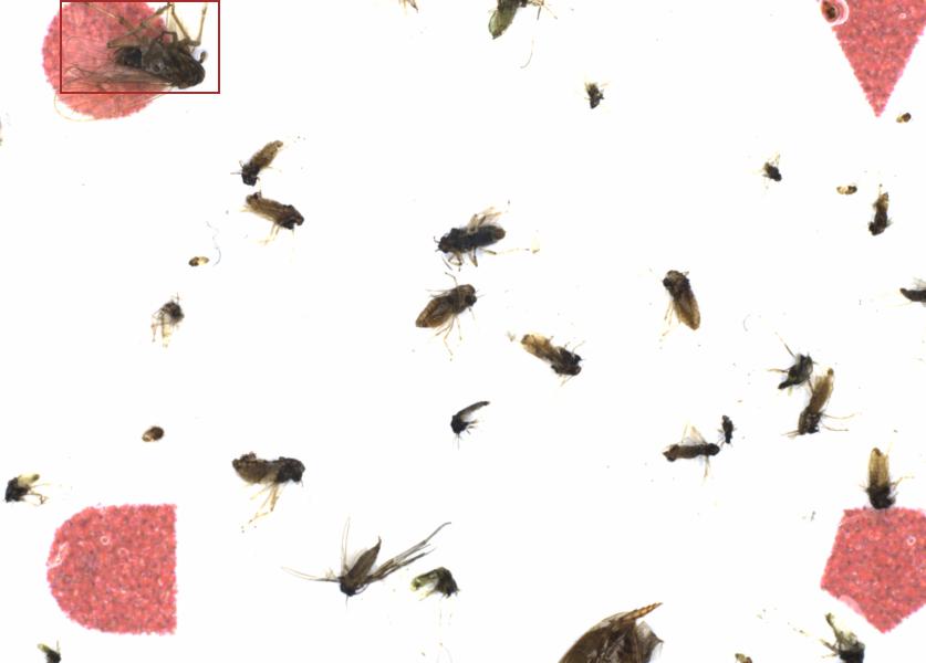 Fullscreen Image