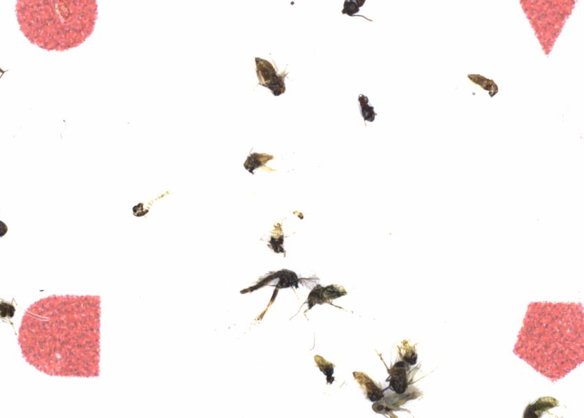 Fullscreen Image