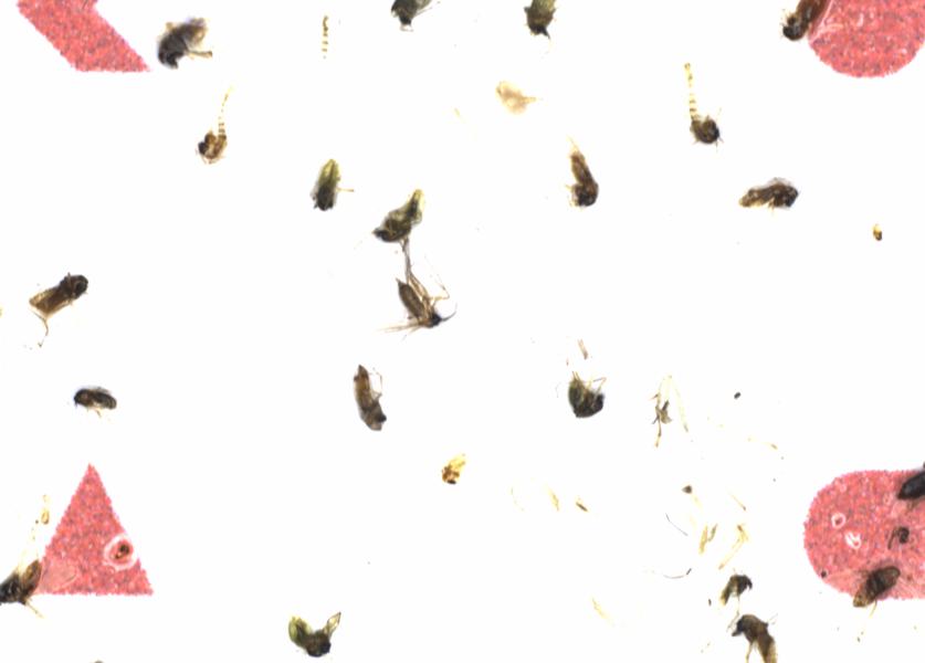 Fullscreen Image