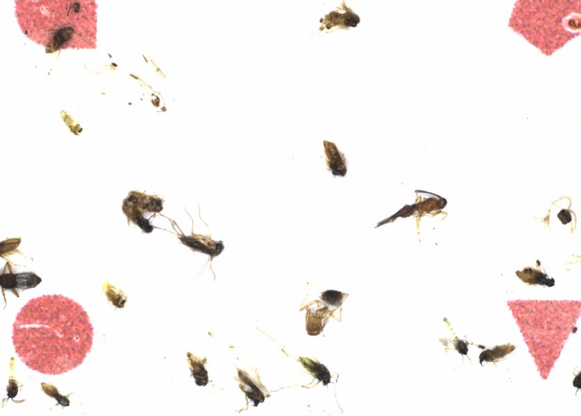 Fullscreen Image