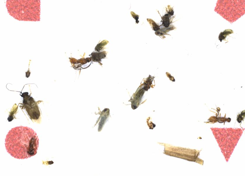 Fullscreen Image