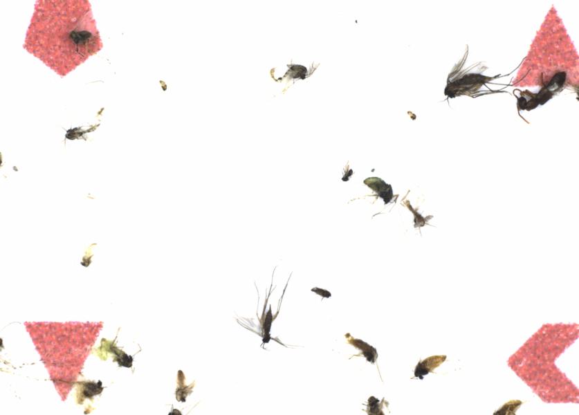Fullscreen Image