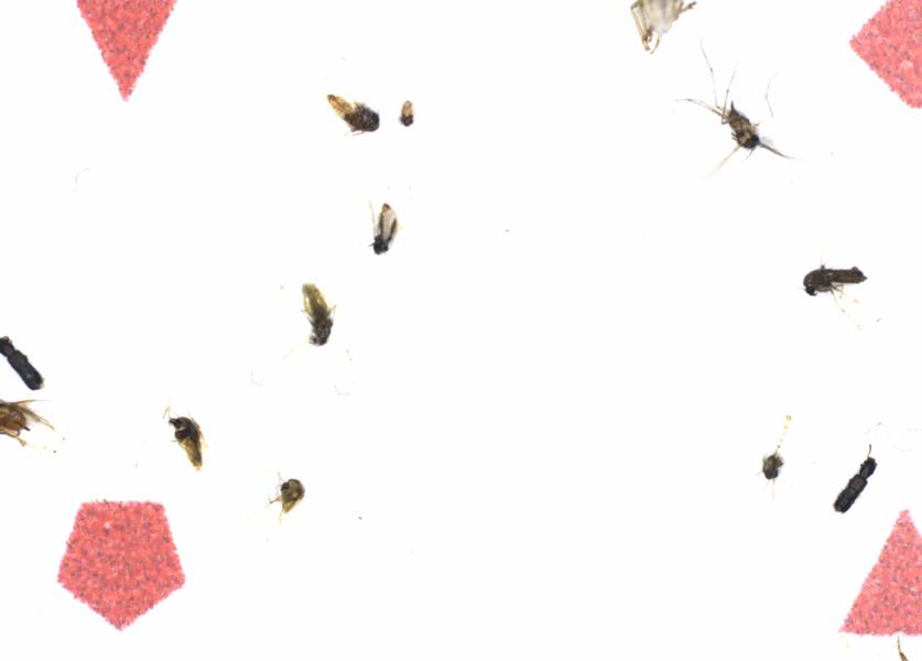 Fullscreen Image