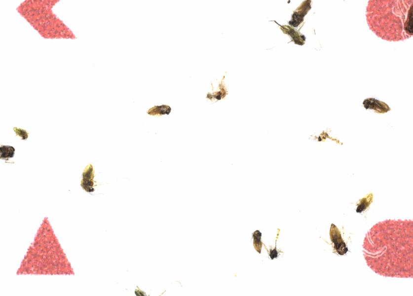 Fullscreen Image