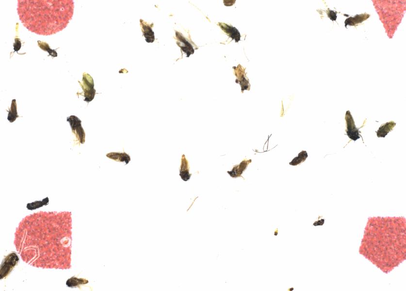 Fullscreen Image