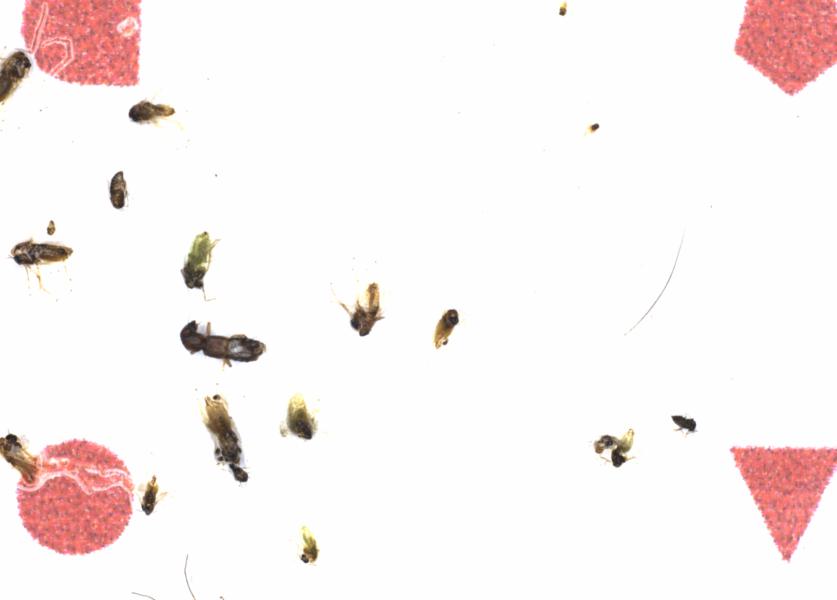 Fullscreen Image