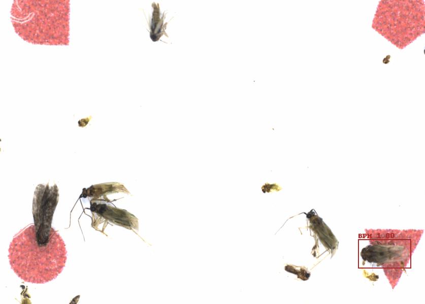 Fullscreen Image