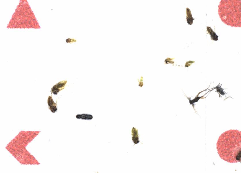 Fullscreen Image