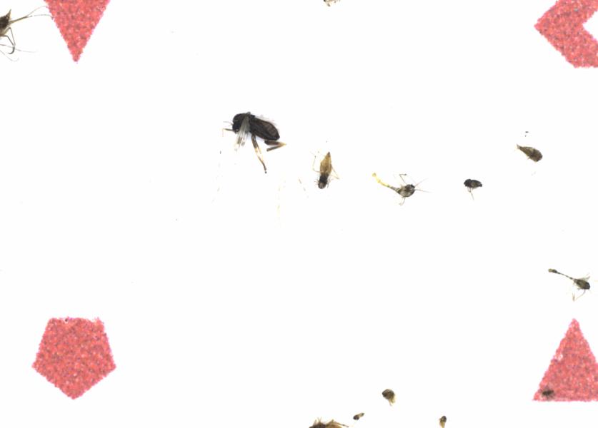 Fullscreen Image