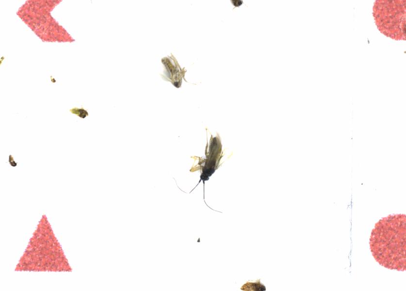 Fullscreen Image