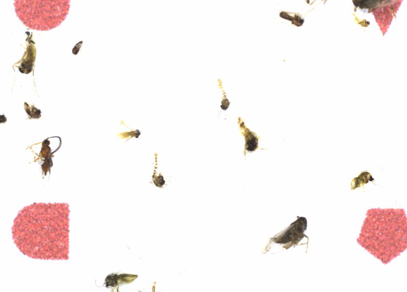 Fullscreen Image