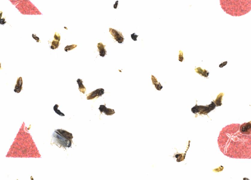 Fullscreen Image