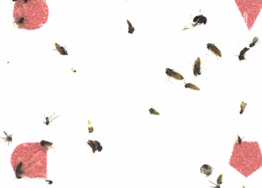 Fullscreen Image
