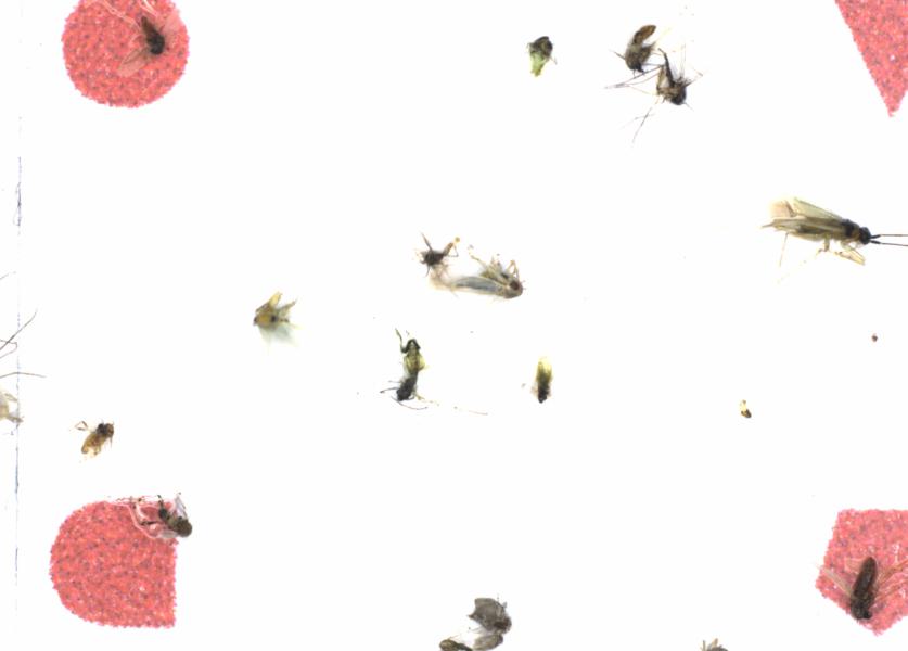 Fullscreen Image
