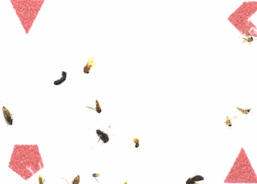 Fullscreen Image