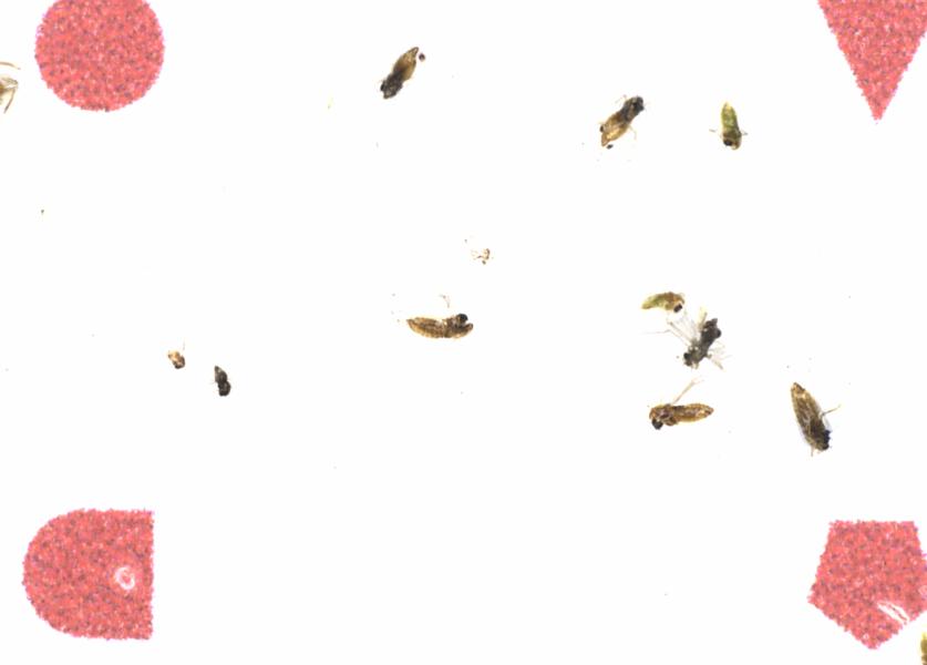 Fullscreen Image