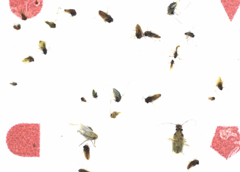 Fullscreen Image