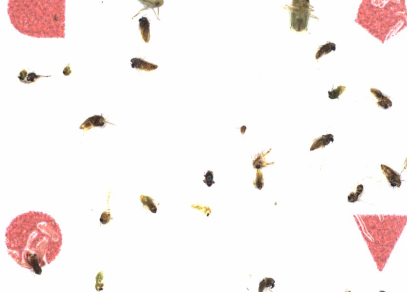 Fullscreen Image