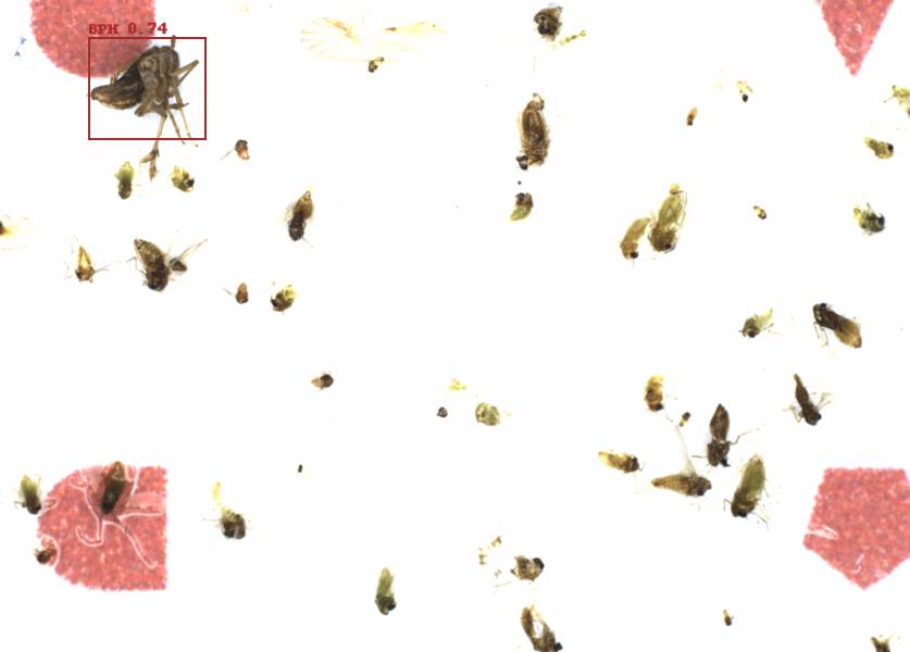 Fullscreen Image