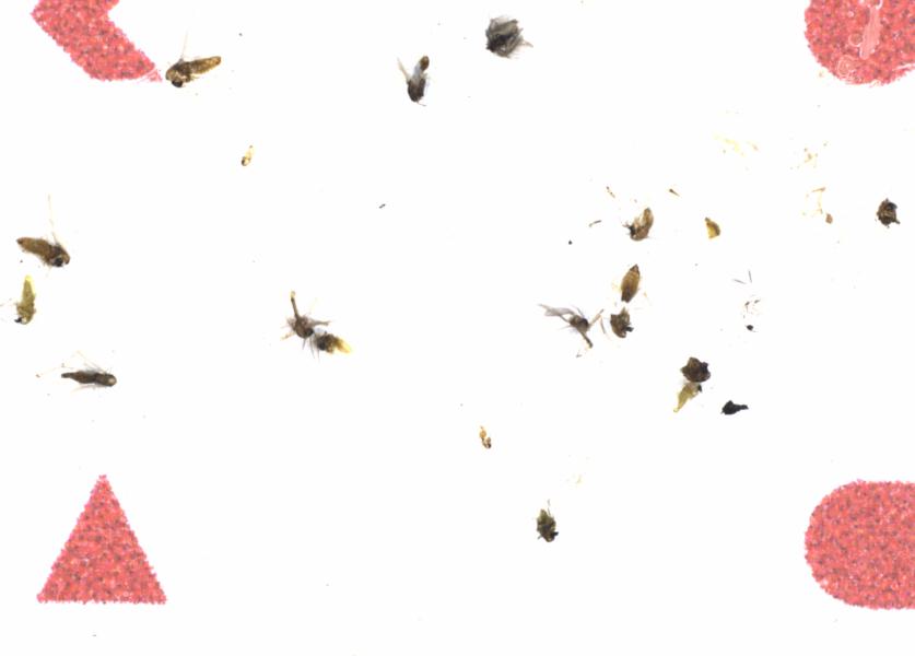 Fullscreen Image