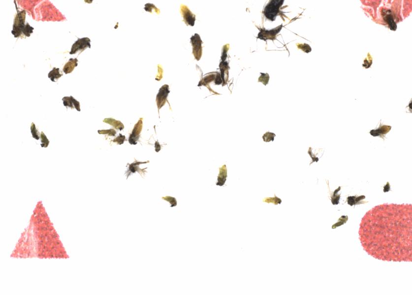 Fullscreen Image