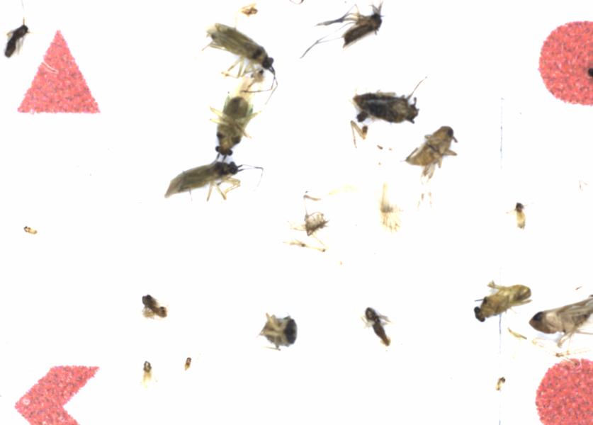 Fullscreen Image