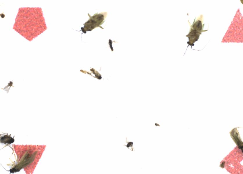Fullscreen Image