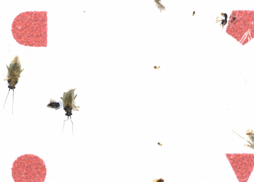Fullscreen Image