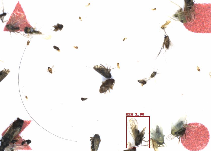 Fullscreen Image