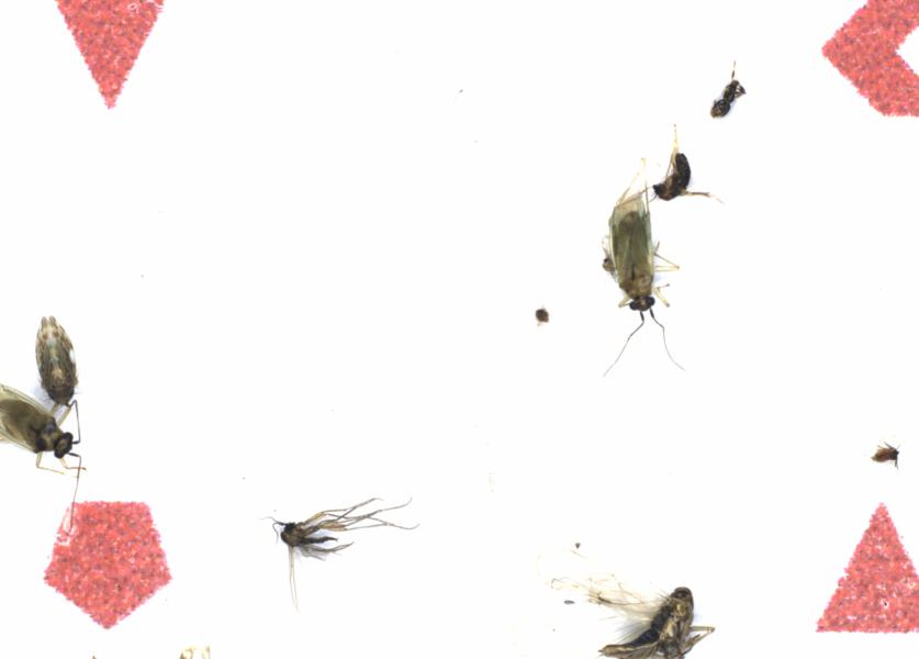 Fullscreen Image