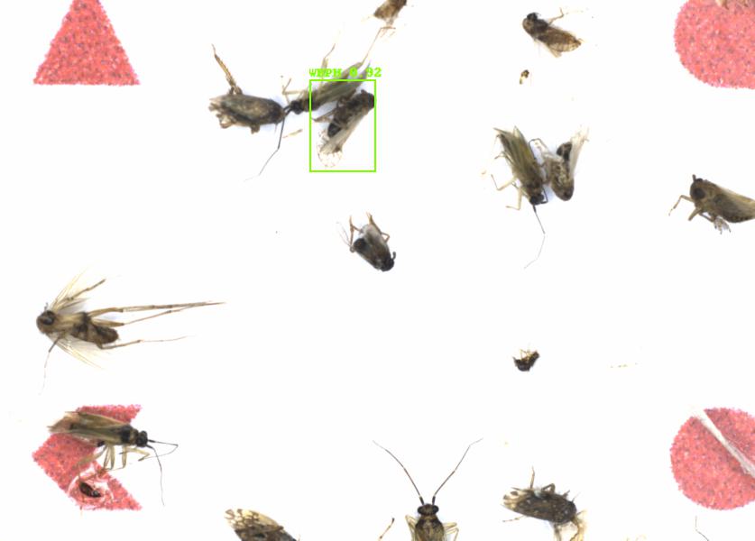 Fullscreen Image