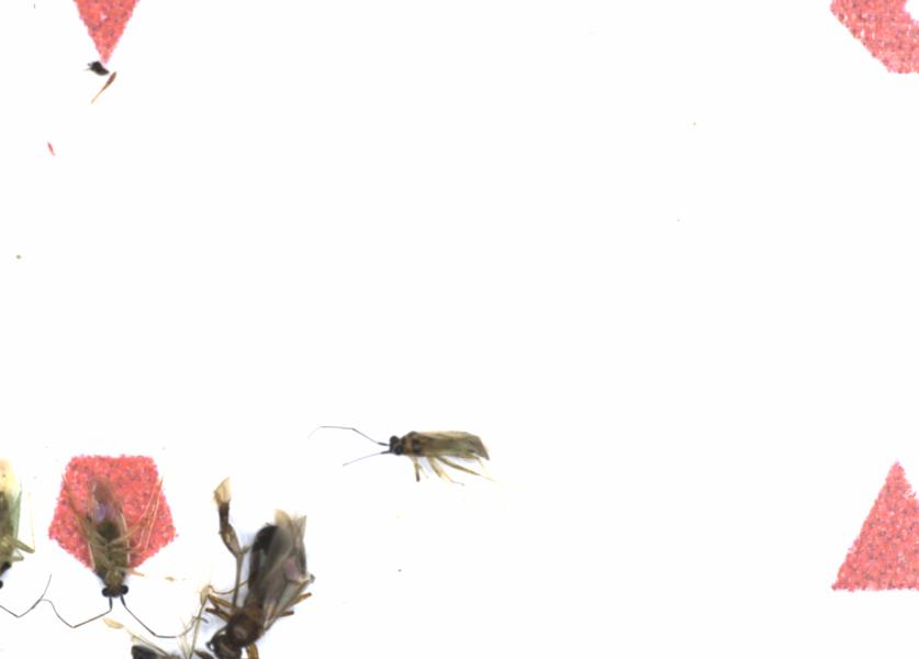 Fullscreen Image