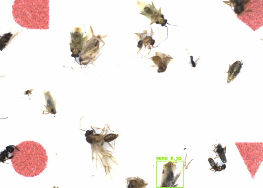 Fullscreen Image